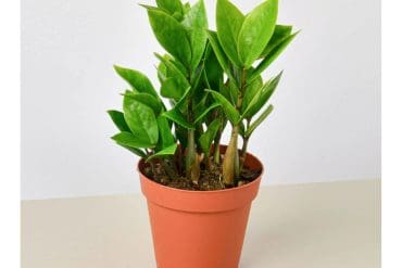 Zamioculcas Zamiifolia 'ZZ'